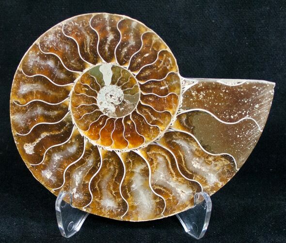 Beautiful Ammonite Fossil (Half) #9633